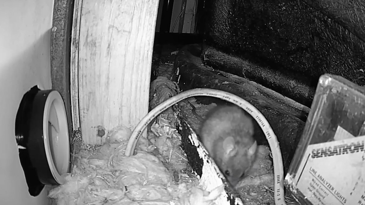 Atlas Termite & Pest Control Sees Rising Demand for Rodent Services in Edmond.