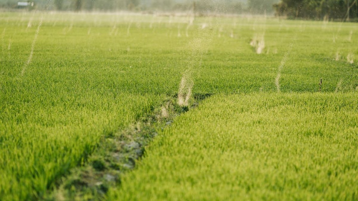 Best Irrigation Systems for Home Gardens & Yards: Howard County Experts Weigh In