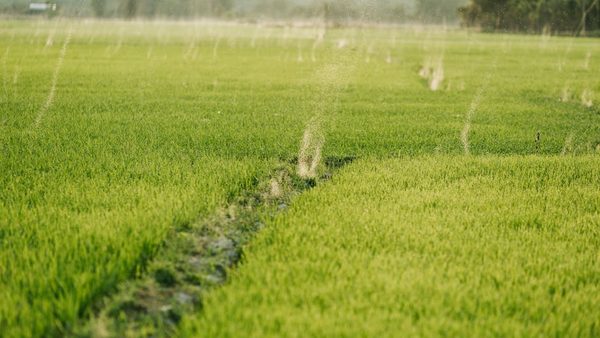 Best Irrigation Systems for Home Gardens & Yards: Howard County Experts Weigh In