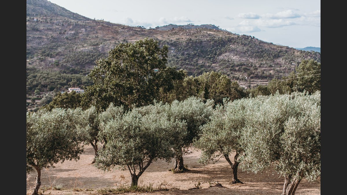 Biodynamic vs Organic Farming Quality Impact - Quinta da Portela Guide Released