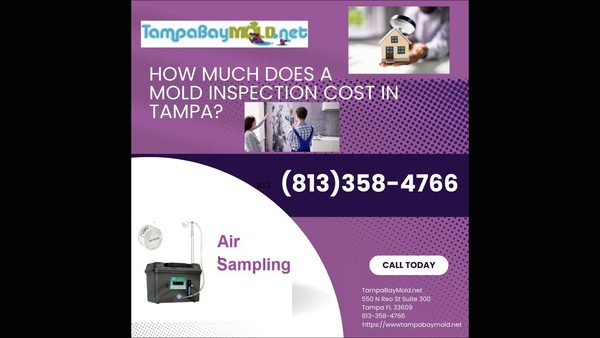 Dangerous Mold Species | Tampa Inspection Firm Reveals Mycotoxin Producers