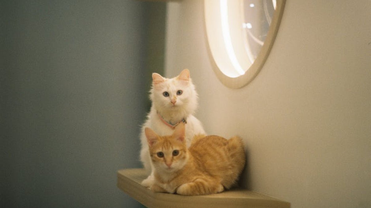 Downers Grove, IL Cat Boarding: Summer 2026 Availability & Pricing Announced