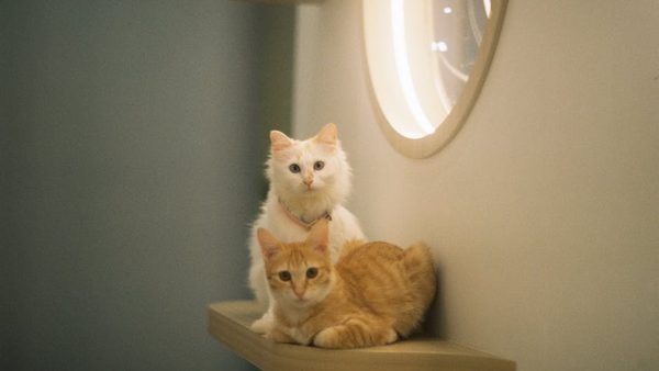 Downers Grove, IL Cat Boarding: Summer 2026 Availability & Pricing Announced