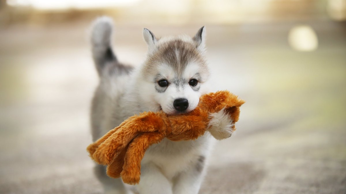 Downers Grove Puppy Boarding for Summer Vacation: Bookings Announced