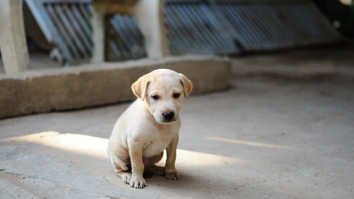 Engaging Activities for Puppies: Wheaton, IL Experts Share Proven Play Routines