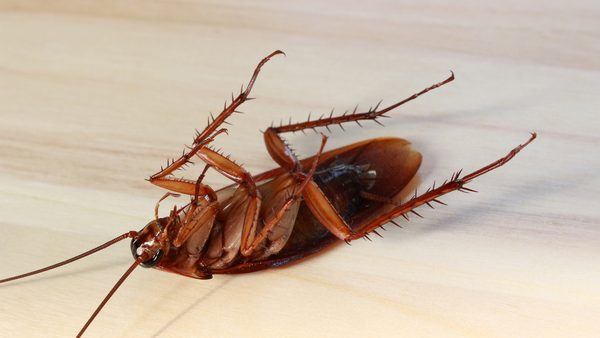 Found Roach Eggs in Your Houston Home? Here's What to Do Next