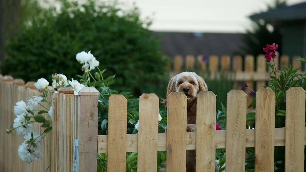 How Much Do Dog Fences Cost In New Jersey? A Complete Buyer's Guide