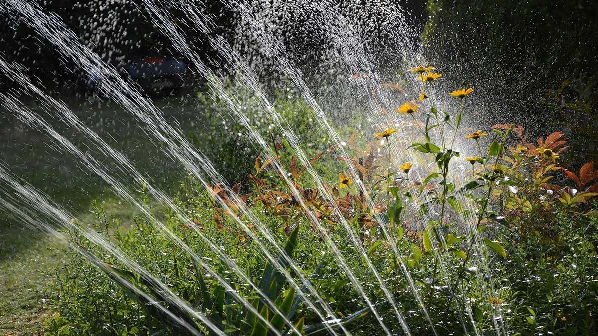 How Often to Water Houston Lawns With Sprinklers in Heat - Guide Released