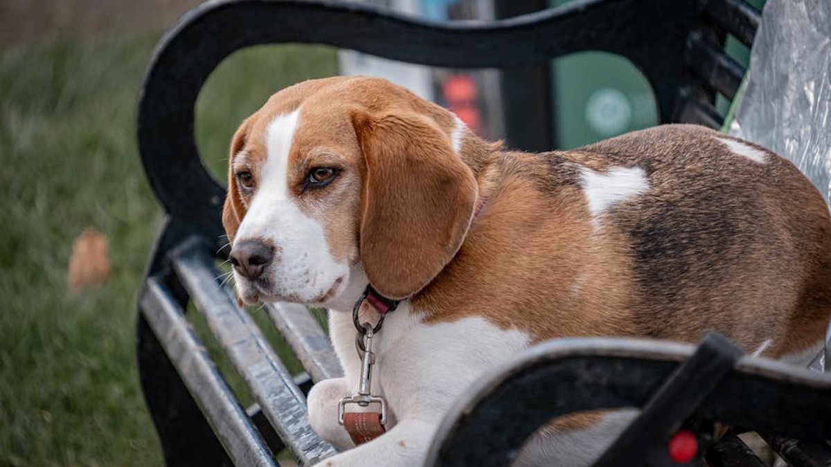 How to Exercise Your Dog Safely: North Carolina Experts Explain the Risks