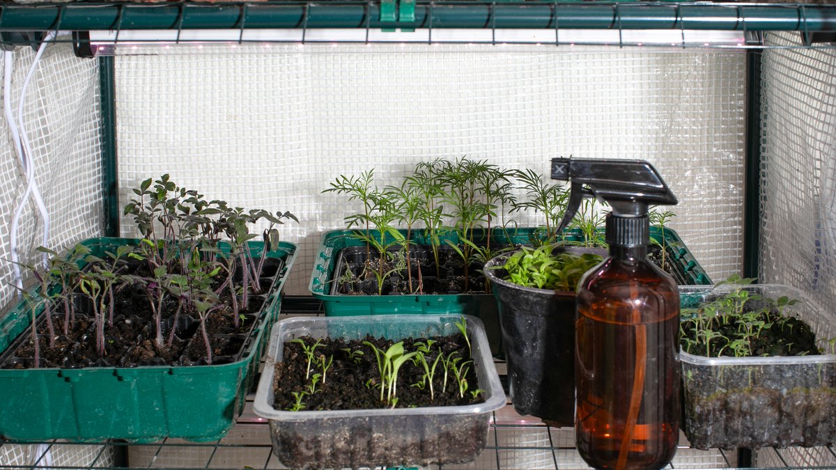 How to Start an Indoor Herb Garden at Home: A Beginner's Complete Guide