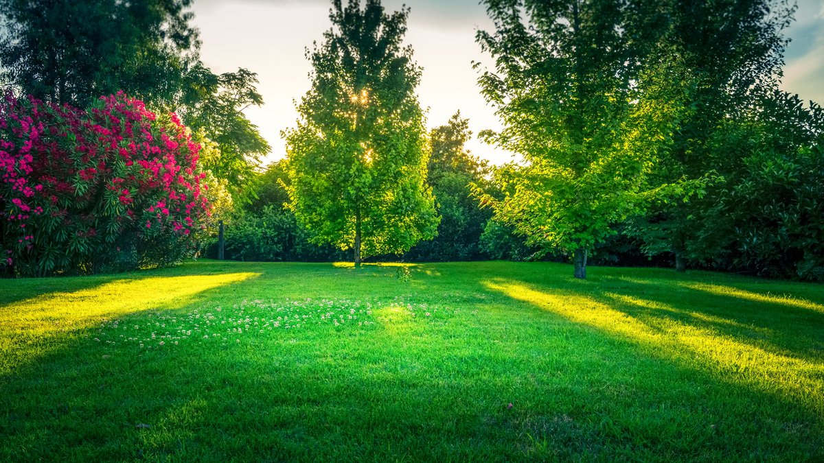 Liquid Vs. Granular Lawn Fertilizer: Advantages & Organic Options Explained