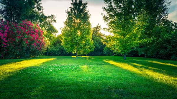 Liquid Vs. Granular Lawn Fertilizer: Advantages & Organic Options Explained