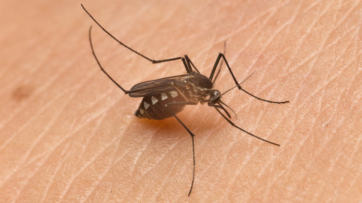 Livingston Mosquito Exterminator Guide: What Lake-Area Homeowners Need Now