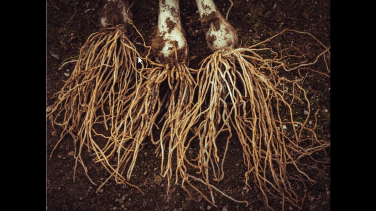 Mycorrhiza Fertilizer Tablets For Drought Resistance & Root Expansion Launched