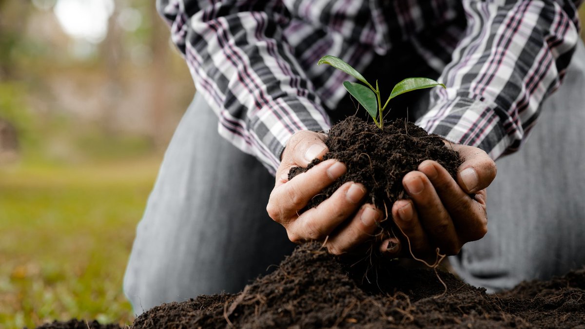 Organic vs. Synthetic Fertilizers: Which Is Better For Plant Growth?