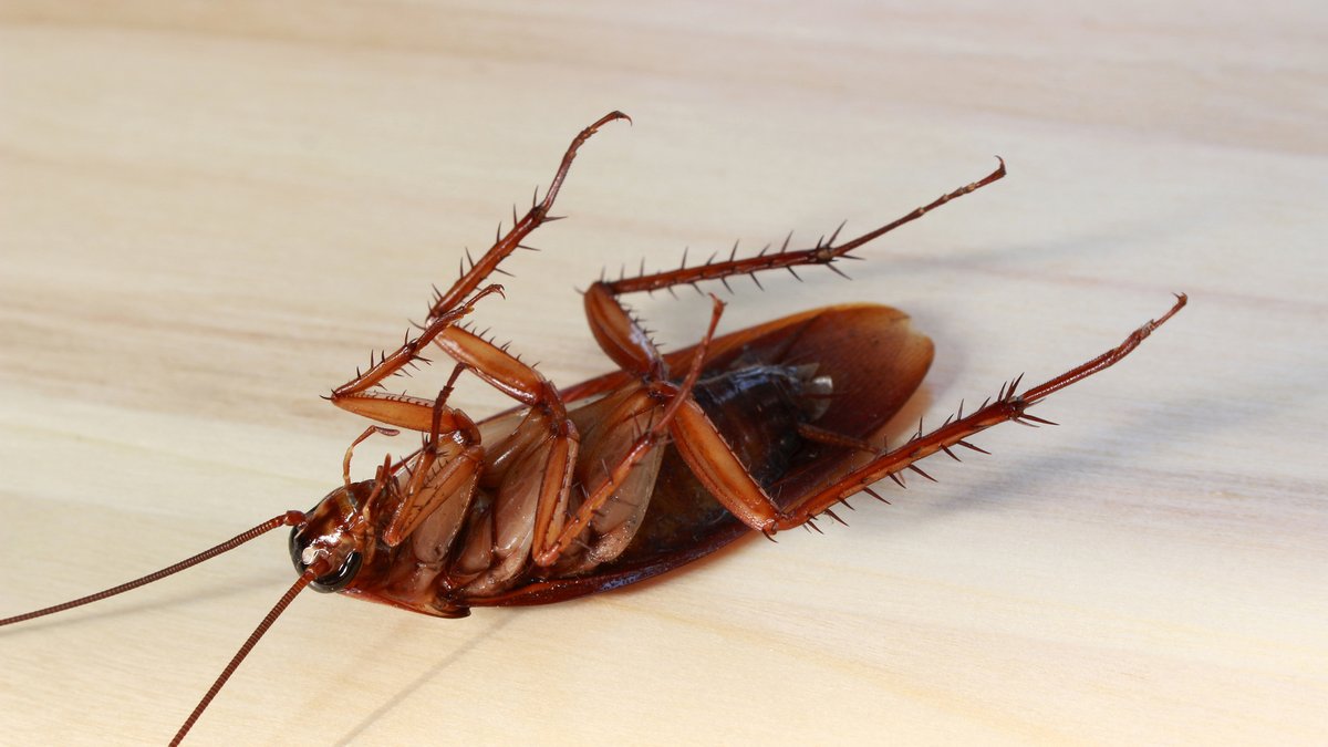 Roach Eggs in Houston: ABC Releases Identification Guide for Homeowners