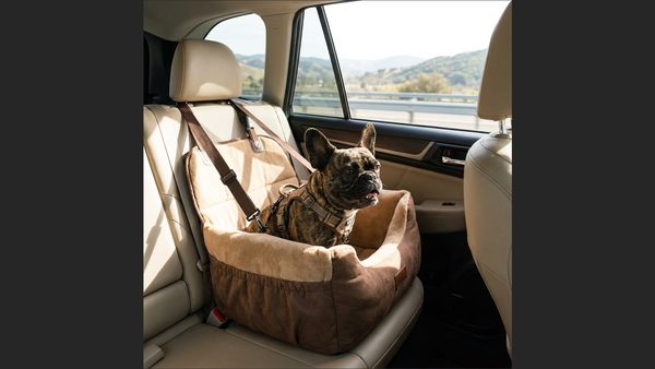 Road Trip Checklist for French Bulldogs: Temperature Control Essentials