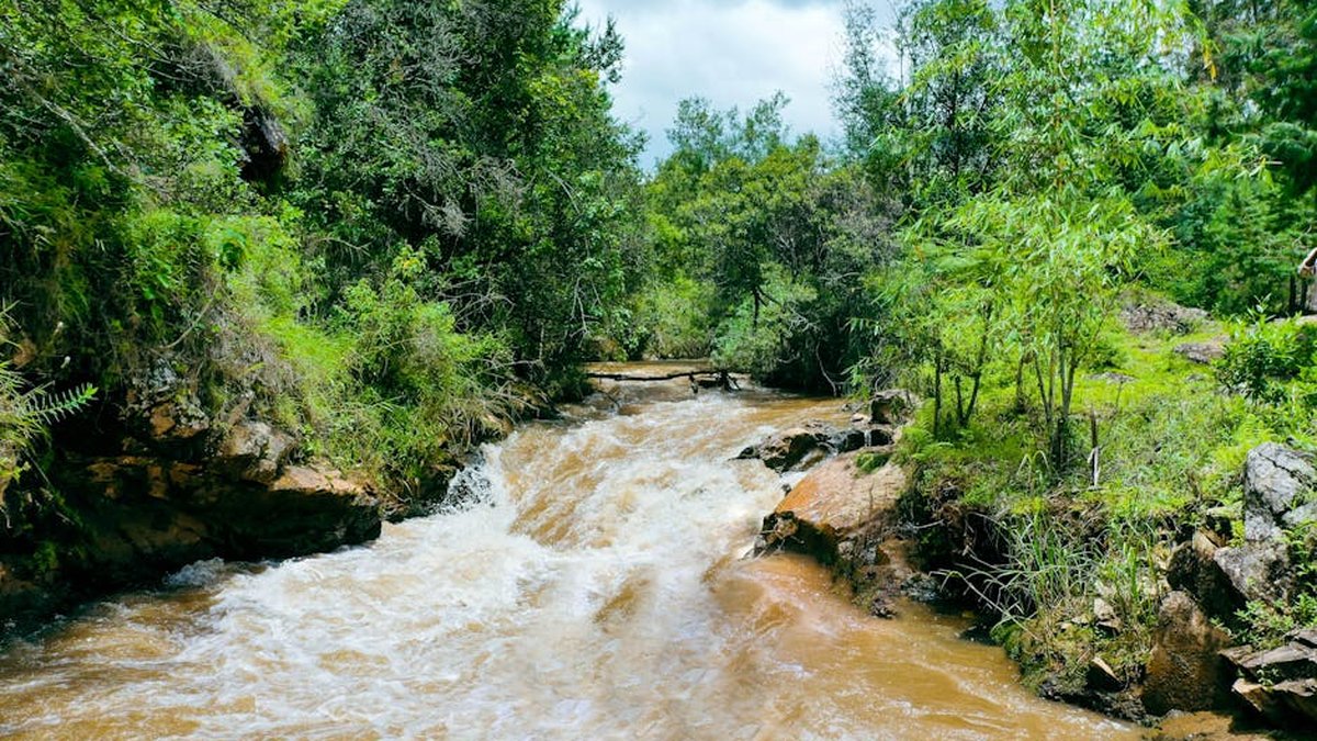 West Africa Clean Water Report Links Crisis To Deforestation: Appeal Announced