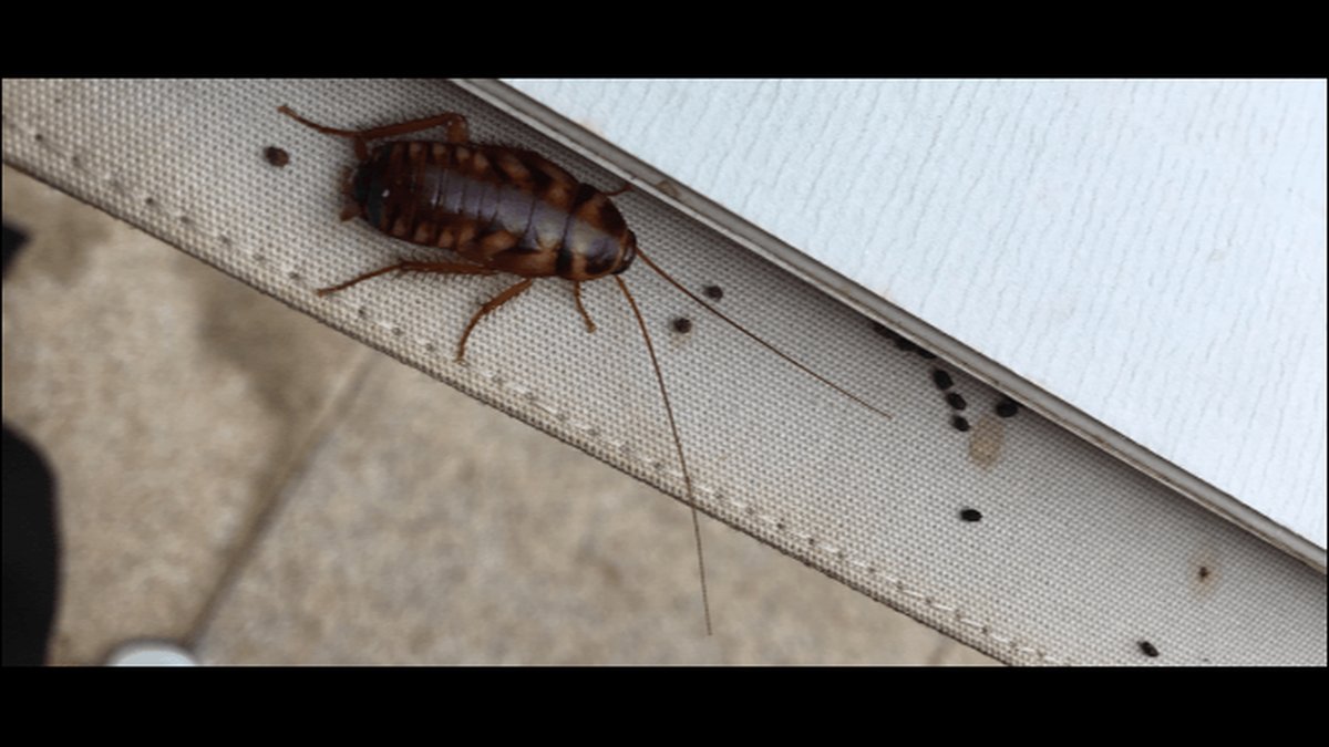 What Do Cockroach Droppings Look Like? Orlando Pest Control Specialist