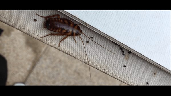 What Do Cockroach Droppings Look Like? Orlando Pest Control Specialist