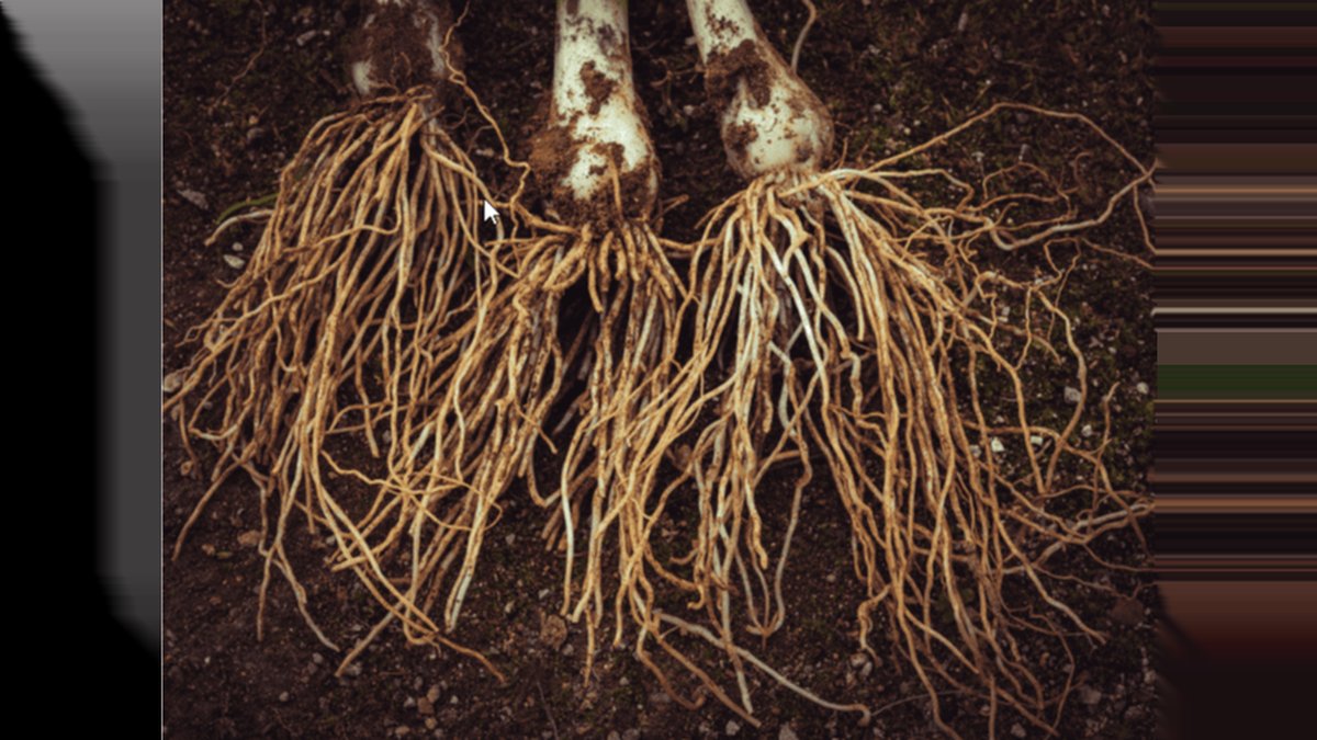 What Does Mycorrhizal Fungi Do for Plants? Drought & Root Science Explained