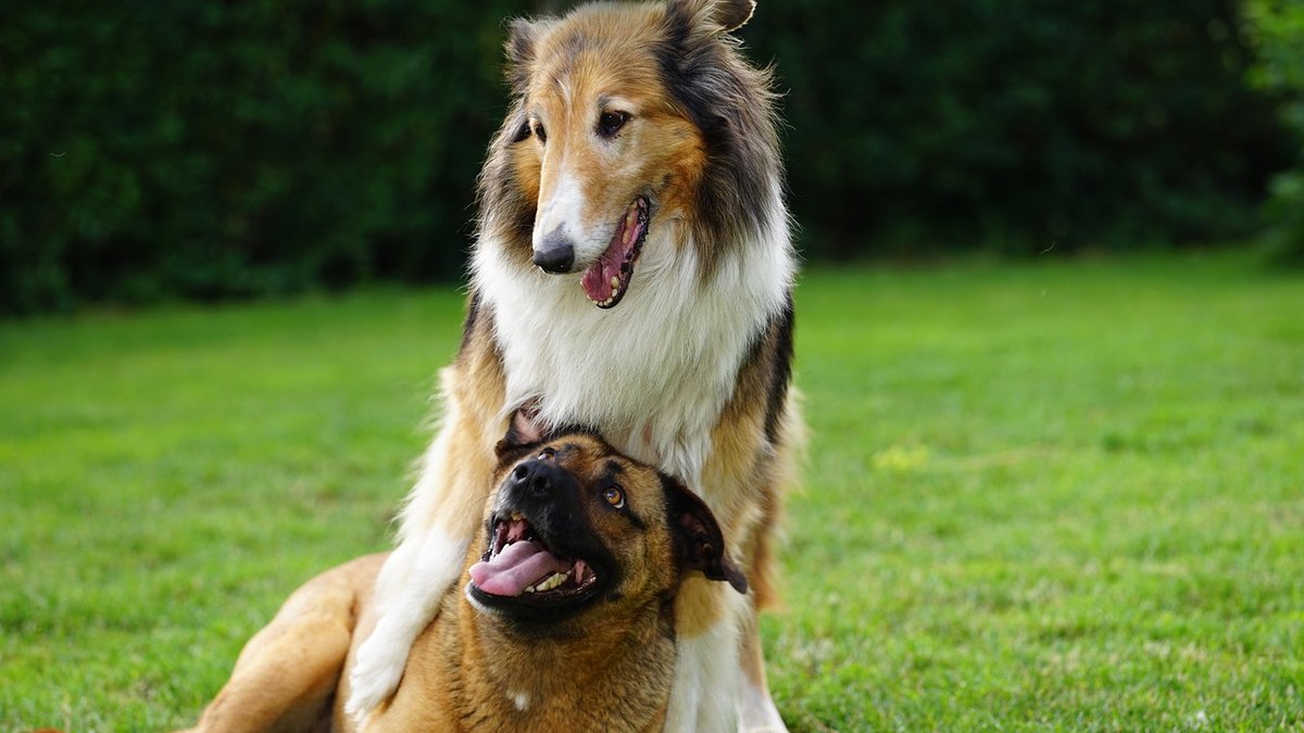 Wheaton, IL Dog Boarding With Engaging Summer Activities: Pet Services Announced