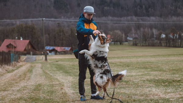 Your Dog Knows "Sit" — Here's Why That's Not Enough