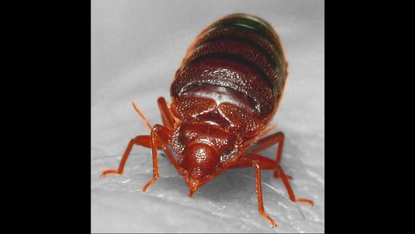 Are Exterminators Worth It For Bed Bugs? VA Pest Experts Say Yes—Here’s Why