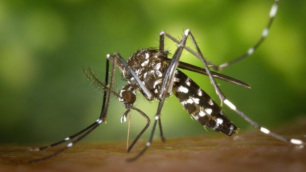 Ashburn, VA Eco-Friendly Mosquito Control: Exterminator Services Expanded