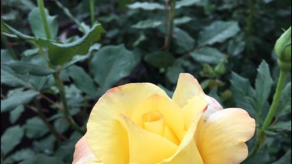 Best Summer Bedding Plants for Texas: What Actually Thrives in Big Spring Heat