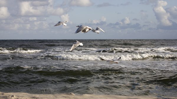 Biloxi Beachfront Vacation Rentals By Owner With Pool Amenities: Guide Released