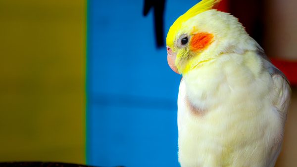 Bird Boarding: Downers Grove Pros Share What to Look for in a Boarding Facility