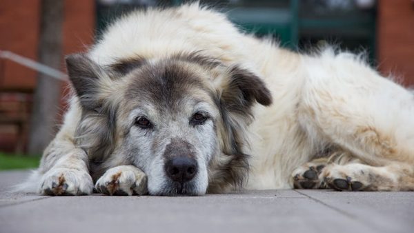 Boarding an Older Dog: How To Minimize Stress and Choose the Right Kennel