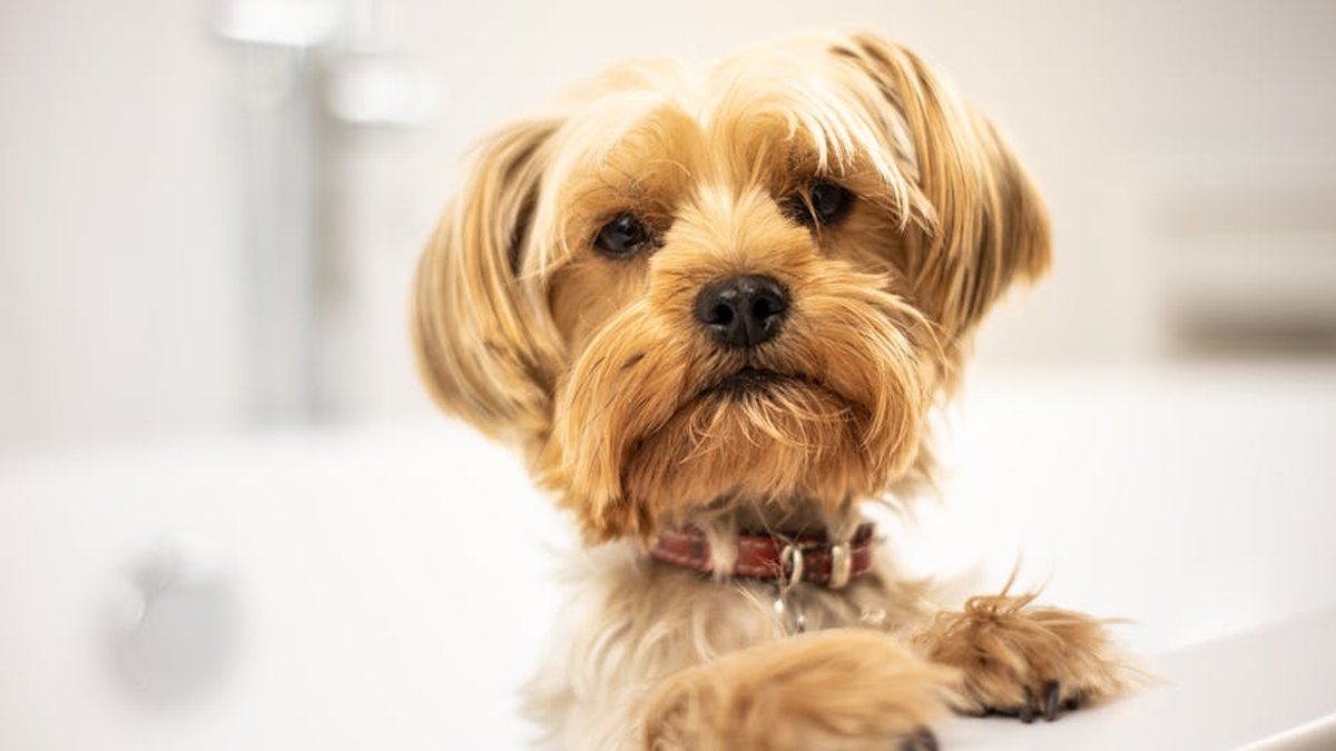 Downers Grove Dog Boarding & Grooming With Bath & Brush: Pet Care Announced