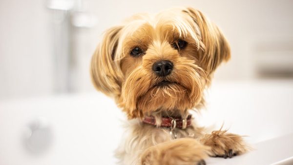 Downers Grove Dog Boarding & Grooming With Bath & Brush: Pet Care Announced