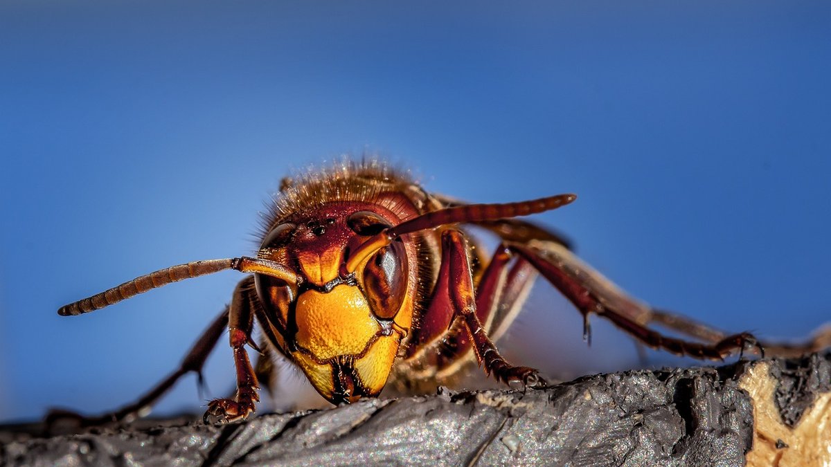 Fuquay-Varina Wasp & Hornet Pest Control With Nest Treatment: Services Expand