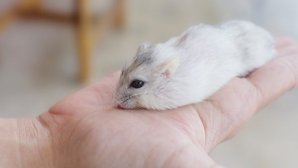 How To Get Rid Of Mice Humanely: Effective Methods & Natural Deterrents Explored