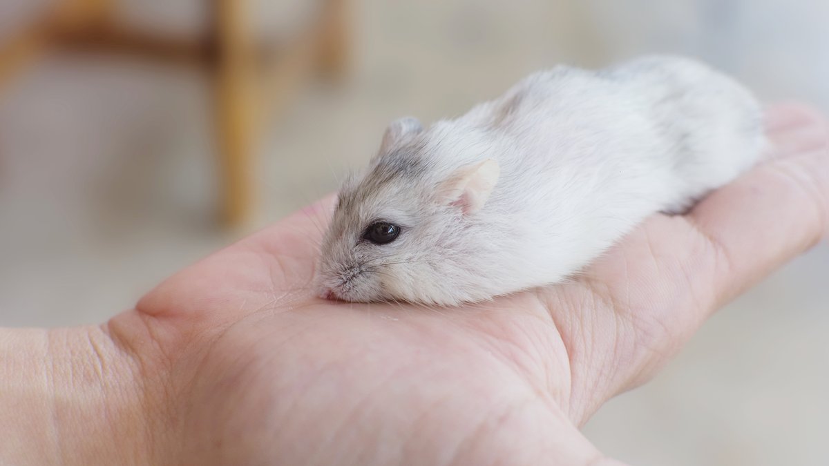Humane Mice Control Techniques & Removal Methods: Homeowner Guide Released