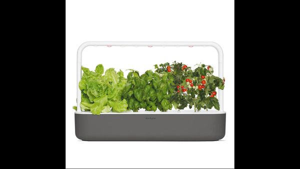 Indoor Hydroponic Garden: Can It Really Reduce Your Grocery Dependence?