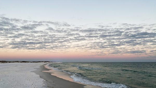 Pet-Friendly Beach House Rentals In Galveston & Port Aransas: What To Expect