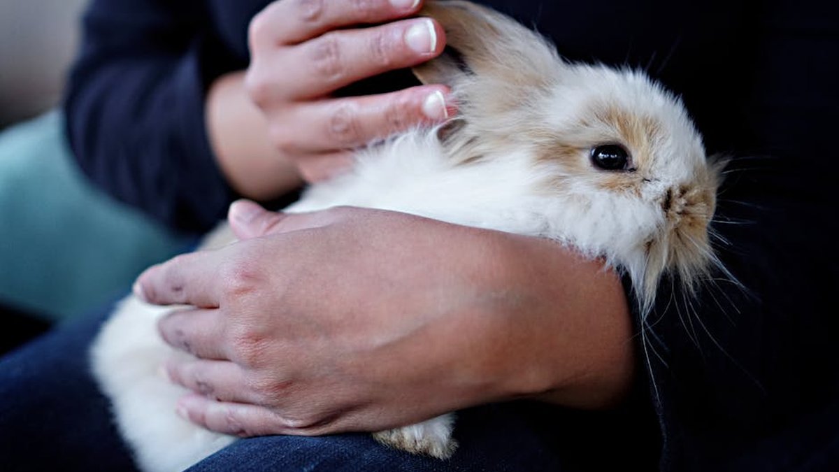 Rabbit Boarding Tips for Vacation Season: Advice From Downers Grove Specialists