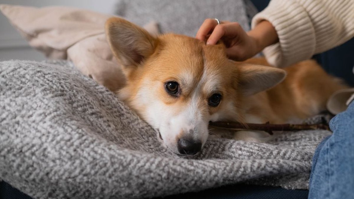 Separation Anxiety In Dogs: Can They Still Be Boarded? Here's What To Know