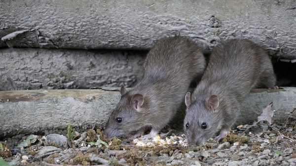Sterling, VA Same-Day Rodent Control For Residential Properties: Services Expand