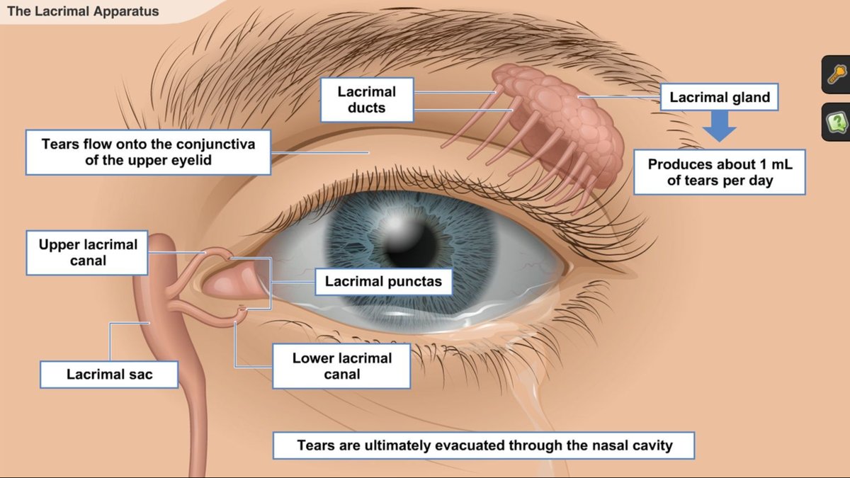 What Causes Dry Eye Disease? New York Expert Explains Symptoms & Best Treatments
