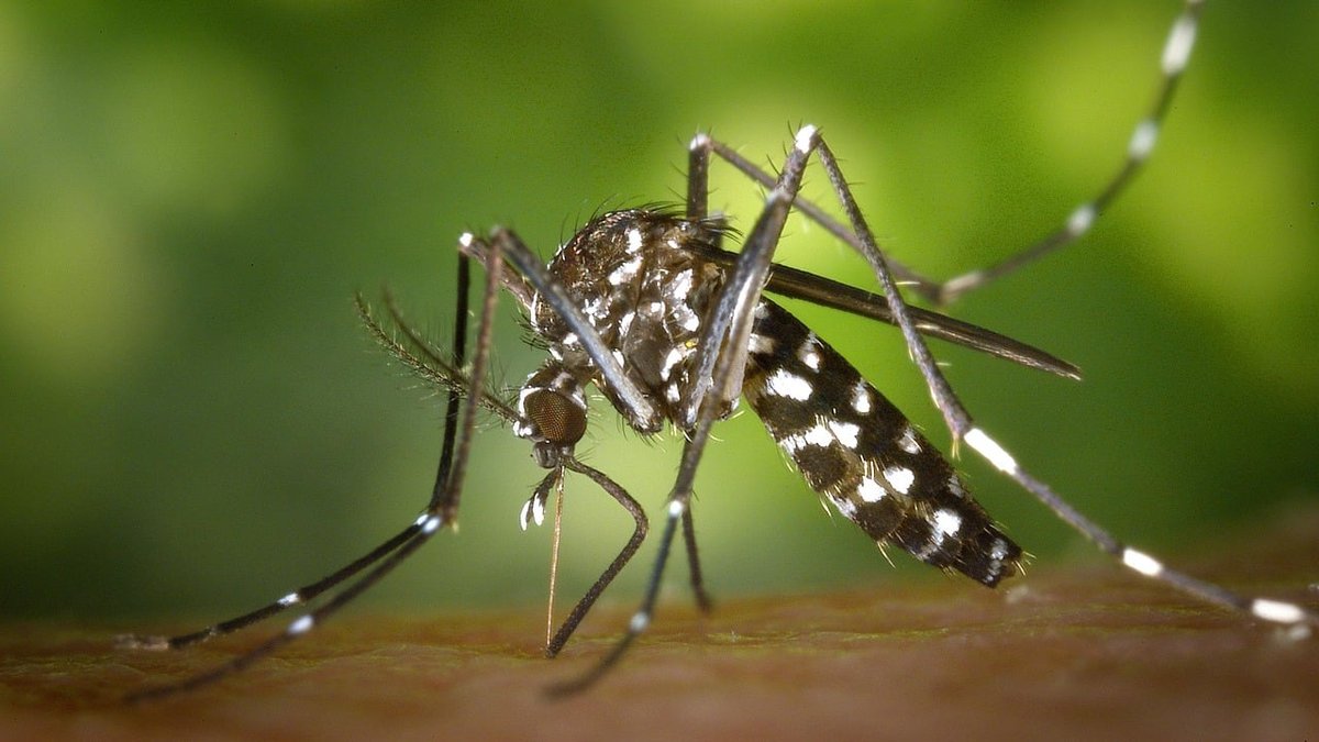 What Do Professionals Use For Mosquito Control? Virginia Exterminators Explain