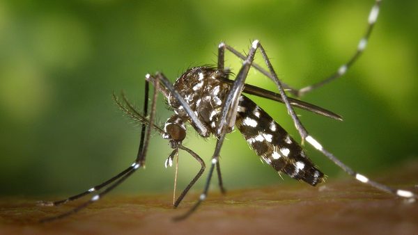 What Do Professionals Use For Mosquito Control? Virginia Exterminators Explain