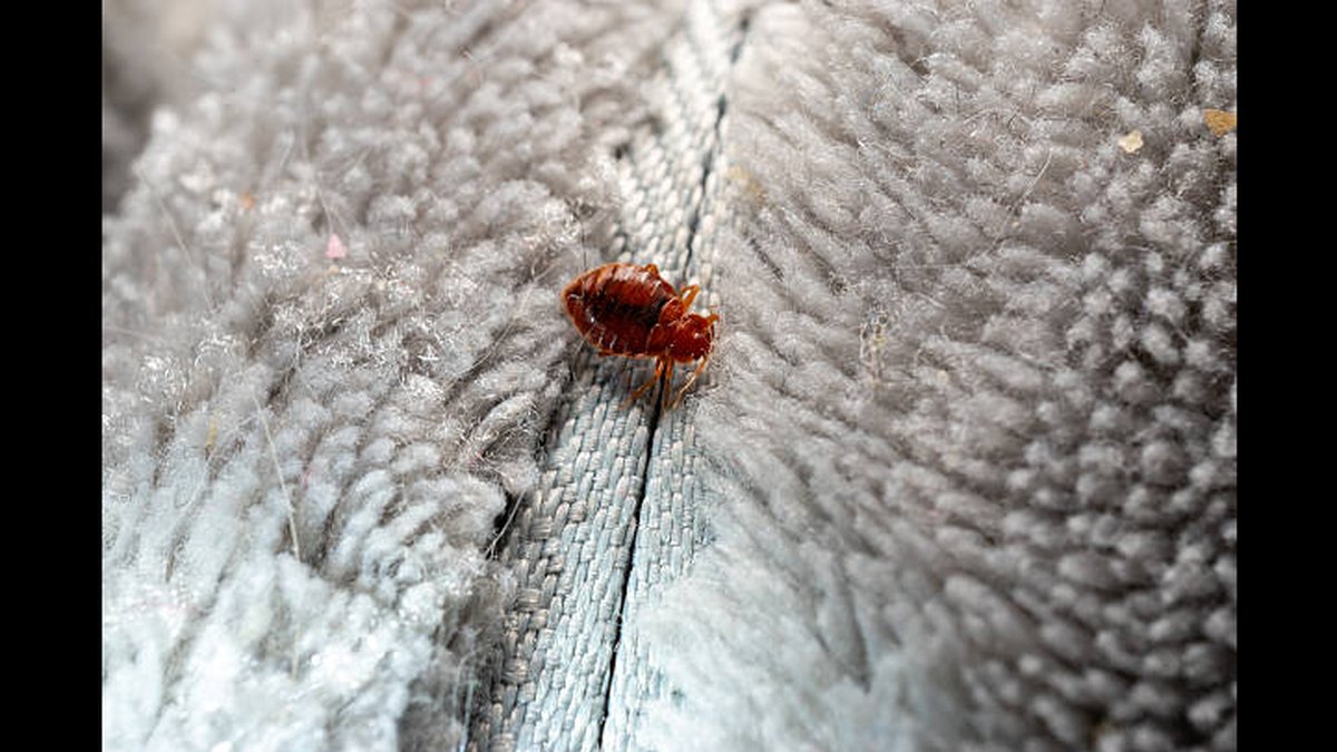 Alexandria, VA Same-Day Residential Bed Bug Extermination Services Announced