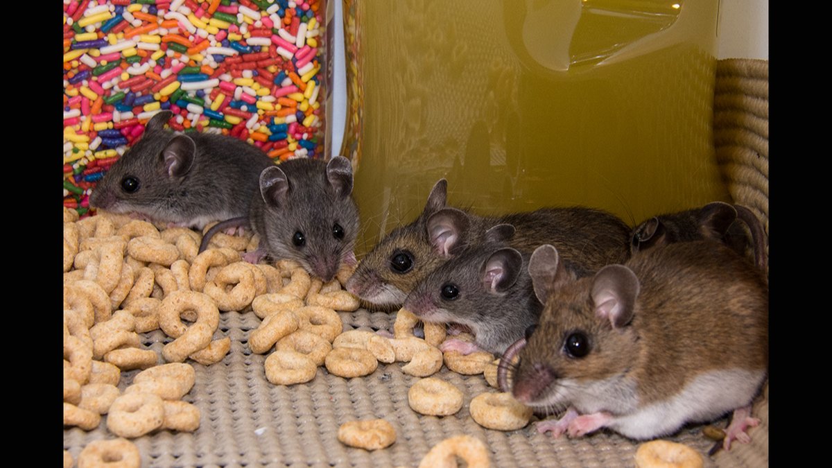 Are Rodent Exterminators Worth It? VA Experts Explain Risks Of DIY Pest Control