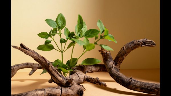 Atlanta Functional Medicine & Wellness Resets to Address Root Causes Announced