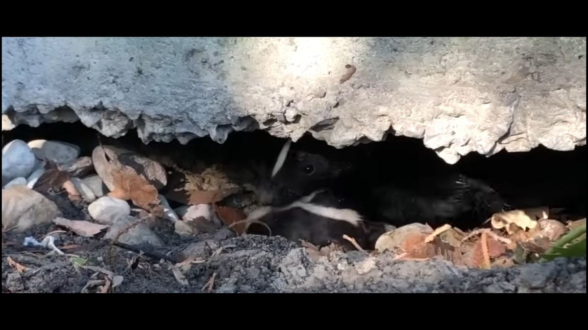 Atlas Pest Control Defends Norman Properties From Invasive Wild Animals